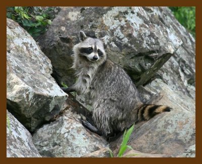 raccoon 6-3-07 4c1b.jpg