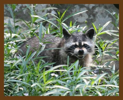 raccoon 6-5-07 4c1b.jpg