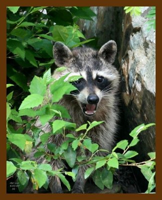 raccoon 6-1-07 4c1b.jpg