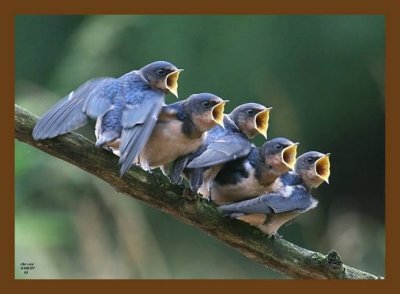 barn swallow young 6-8-07 4c6cb.jpg