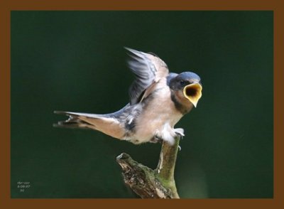 barn swallow young 6-8-07 4c4cb.jpg