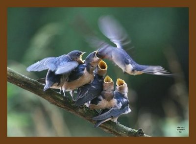 barn swallow young 6-8-07 4c7cb.jpg