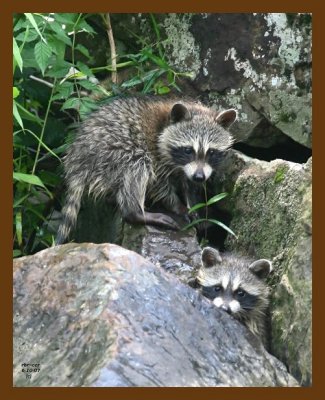 raccoon-young 6-10-07 4c3b.jpg