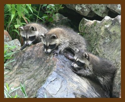 raccoon-young 6-10-07 4c1b.jpg