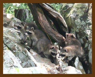 raccoon-young 6-10-07 4c7b.jpg