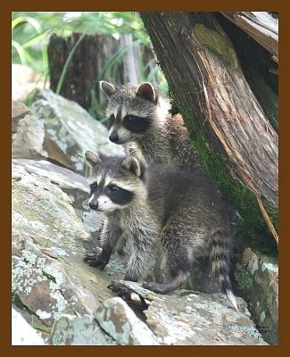 raccoon-young 6-10-07 4c9b.jpg
