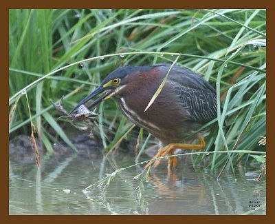 heron-green 6-10-07 4c3b.jpg