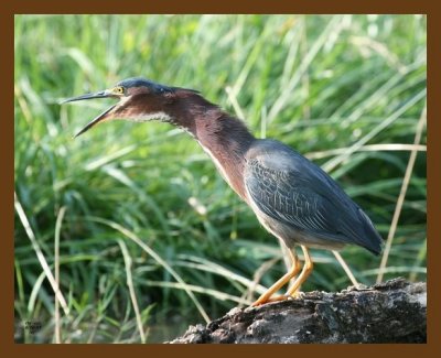 heron-green 6-10-07 4c5b.jpg