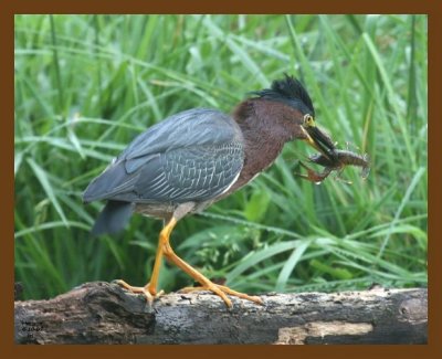 heron-green 6-10-07 4c4b.jpg