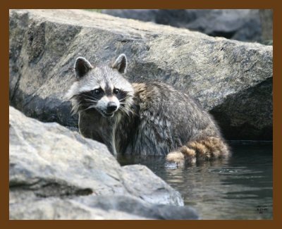 raccoon 6-11-07 4c6b.jpg