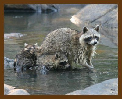 raccoon-young 6-12-07 4c3b.jpg