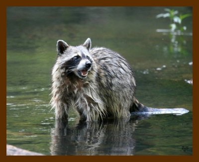raccoon 6-12-07 4c1b.jpg