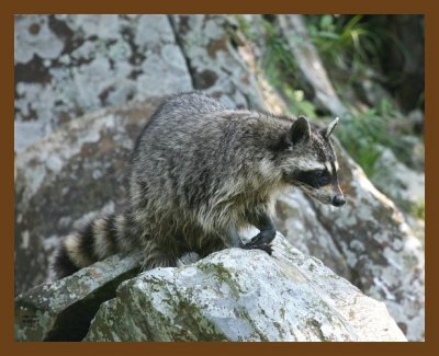 raccoon 6-5-07 4c3b.jpg