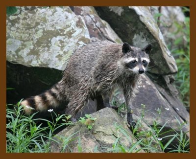 raccoon 6-13-07 4c1b.jpg