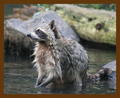 raccoon 6-13-07 4c3b.jpg