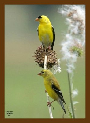 goldfinch-thistle 6-14-07 4c1cps.jpg