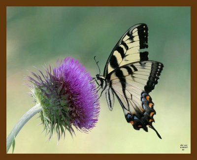 butterfly-thistle 6-8-07 4c2b.jpg