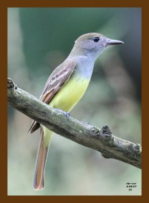 flycatcher great crested 6-8-07 4c1cb.jpg