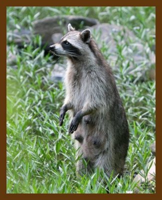 raccoon 6-15-07 4c3b.jpg