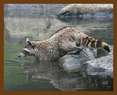 raccoon 6-14-07 4c1b.jpg