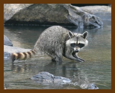 raccoon 6-14-07 4c2b.jpg