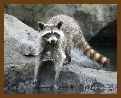 raccoon 6-18-07 4c9b.jpg