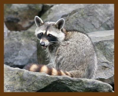 raccoon 6-18-07 4c1b.jpg