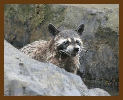 raccoon 6-18-07 4c11b.jpg