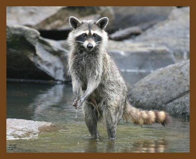 raccoon 6-18-07 4c4b.jpg