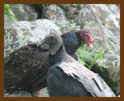 vultures-black-turkey 6-19-07 4c3b.jpg