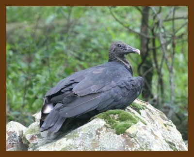 vulture-black 6-19-07 4c1b.jpg