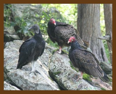 vultures-black-turkey 6-19-07 4c5b.jpg