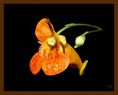 jewelweed 6-21-07 oly2b.jpg