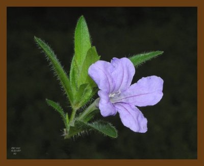 hairy petunia 6-21-07 oly1b.jpg