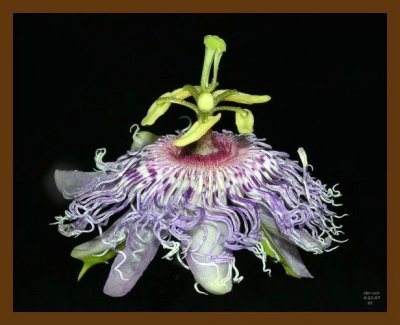 passion flower 6-21-07 oly1b.jpg