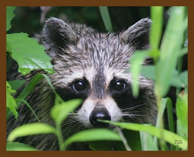 raccoon 6-14-07 4c5cb.jpg