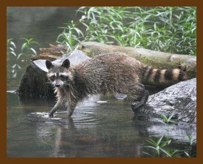 raccoon 6-18-07 4c7b.jpg
