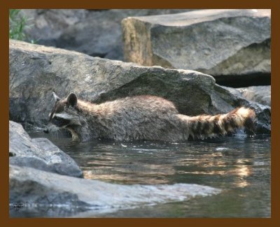 raccoon 6-19-07 4c1b.jpg