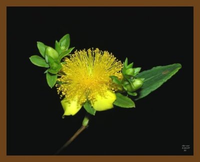 shrubby st. johns-wort 6-22-07 oly1b.jpg