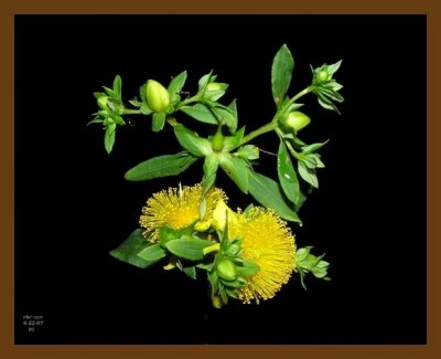 shrubby st. johns-wort 6-22-07 oly4b.jpg