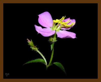 virginia meadow beauty 6-22-07 oly2b.jpg