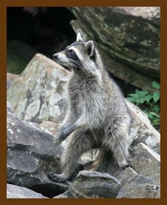 raccoon 6-23-07 4c3b.jpg