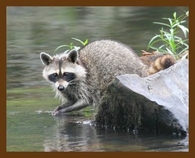 raccoon 6-18-07 4c8b.jpg