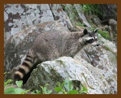 raccoon 6-23-07 4c7b.jpg