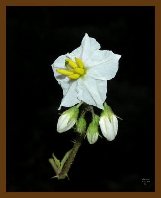 horse nettle 6-21-07 oly1b.jpg