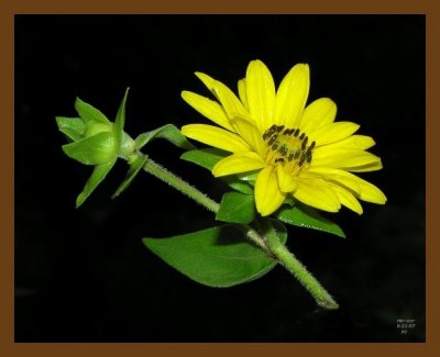sunflower 6-21-07 oly2b.jpg