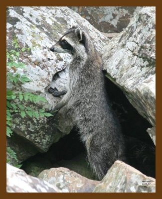 raccoon 6-23-07 4c5b.jpg