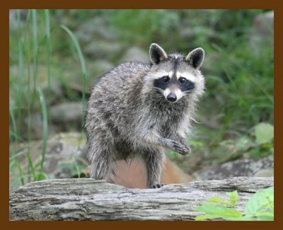 raccoon 6-25-07 4c9b.jpg