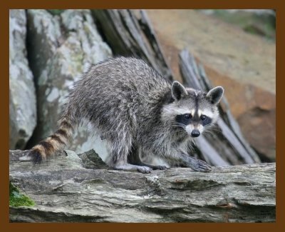 raccoon 6-25-07 4c7b.jpg
