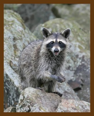 raccoon 6-25-07 4c4b.jpg